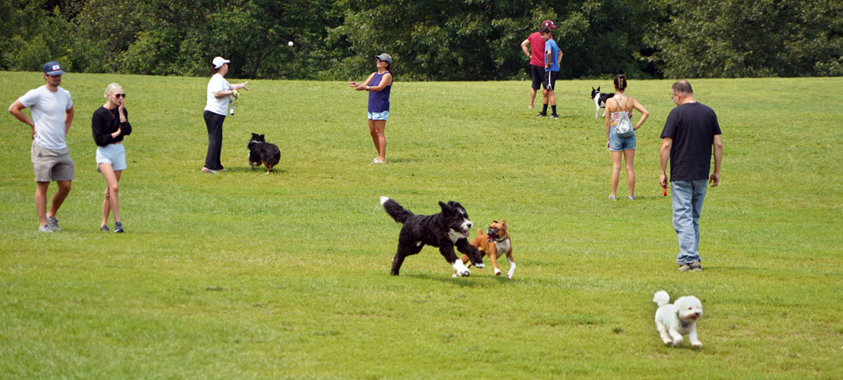 Multiple dogs playing at the dog park field