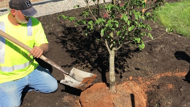 Tree Planting, Pruning, Removals, and Arboriculture