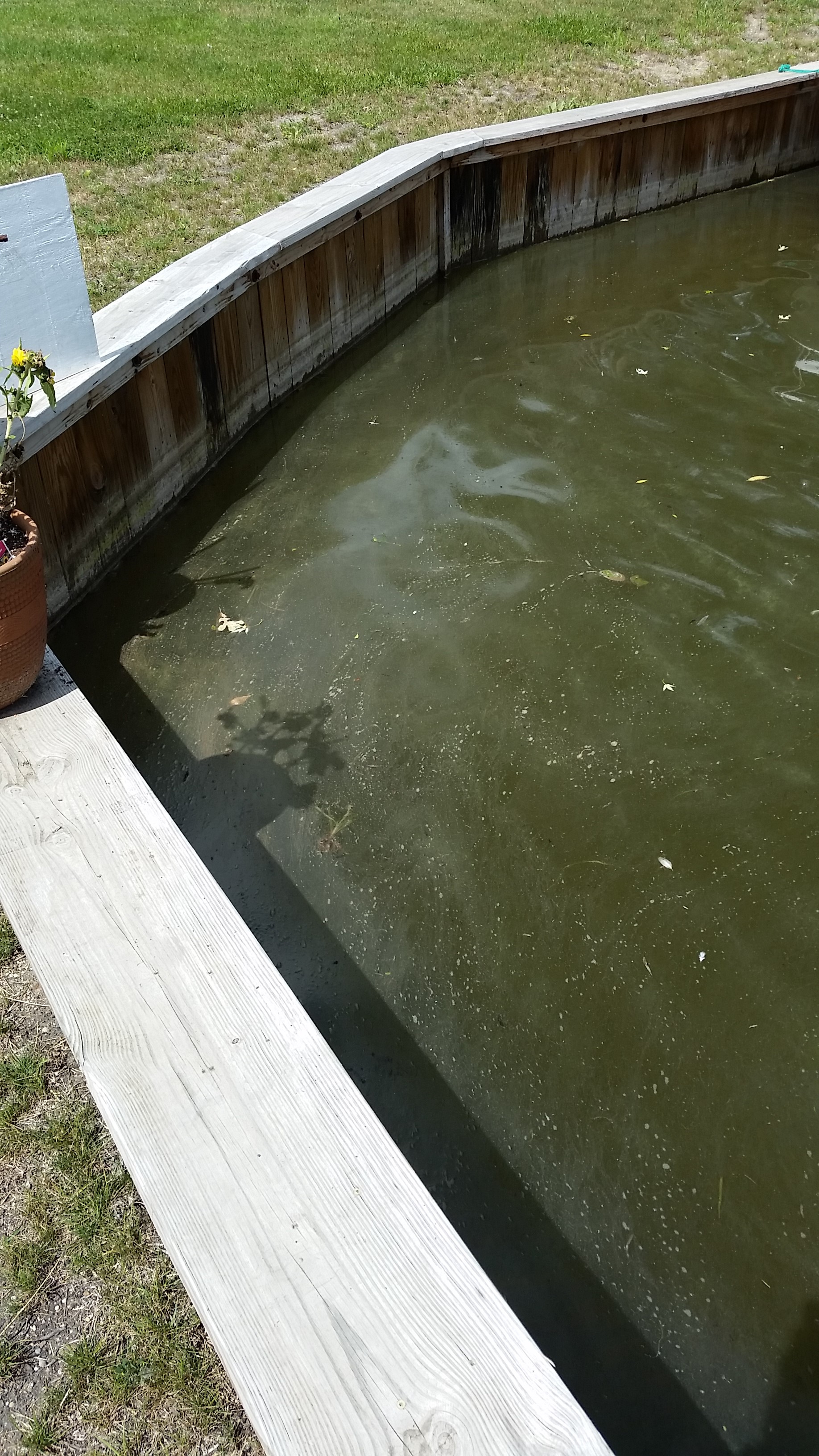 Algeo on the surface of green-looking water