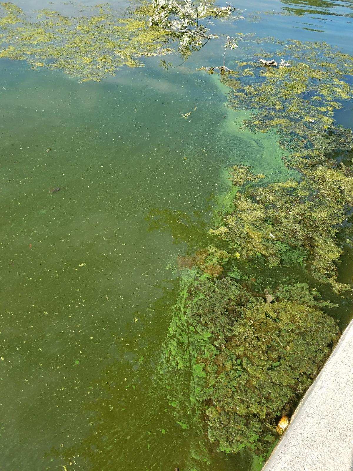 Plantlike algae growth floating in greenish water
