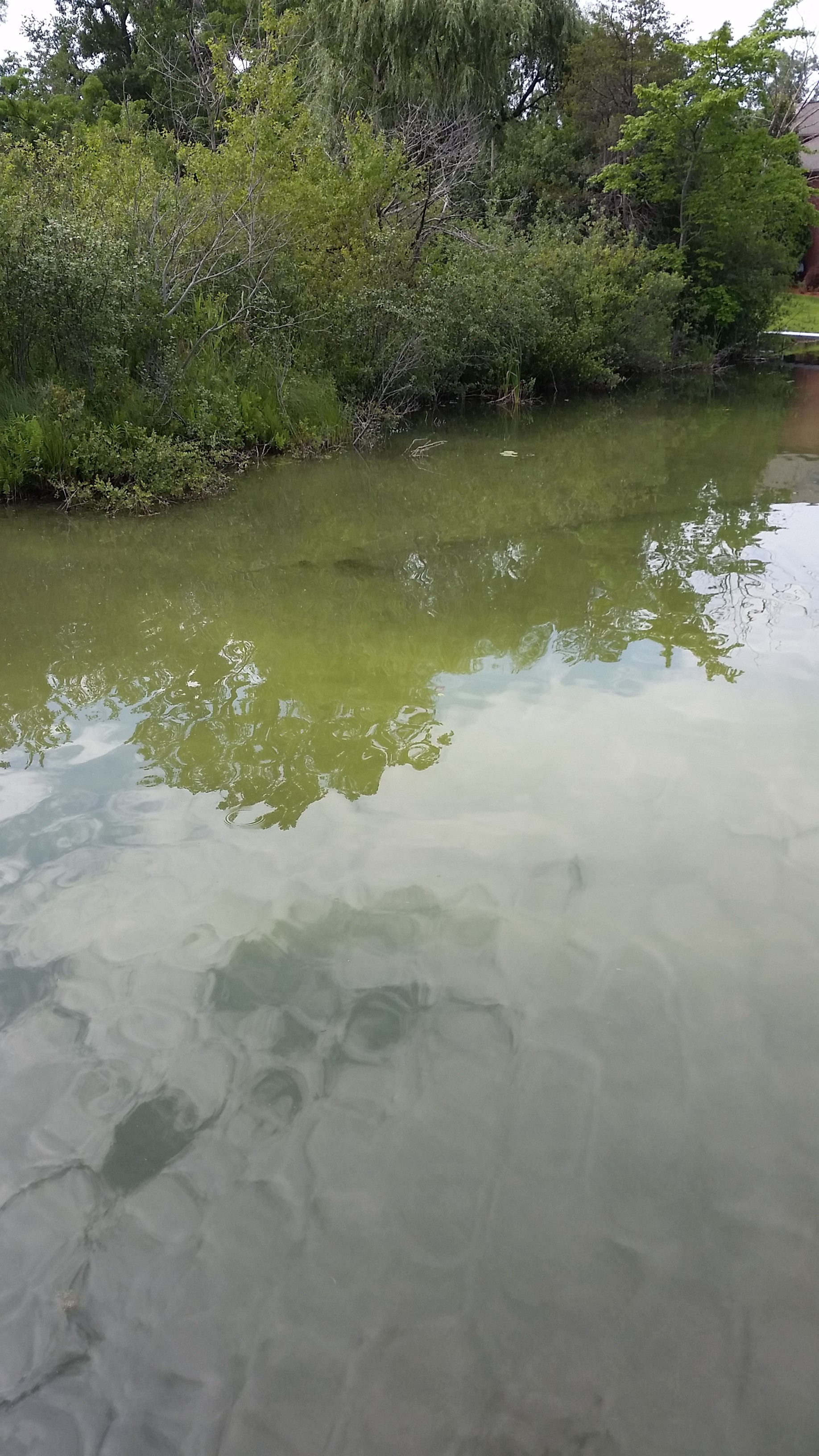 Water with a greenish algae cloud in it