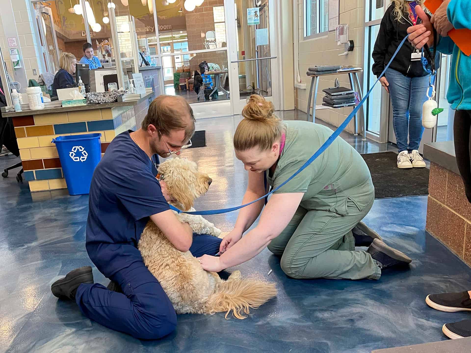 A vet and an assistant are looking at a dog, working together in a cheerful veterinary office to ensure the dog's well-being.