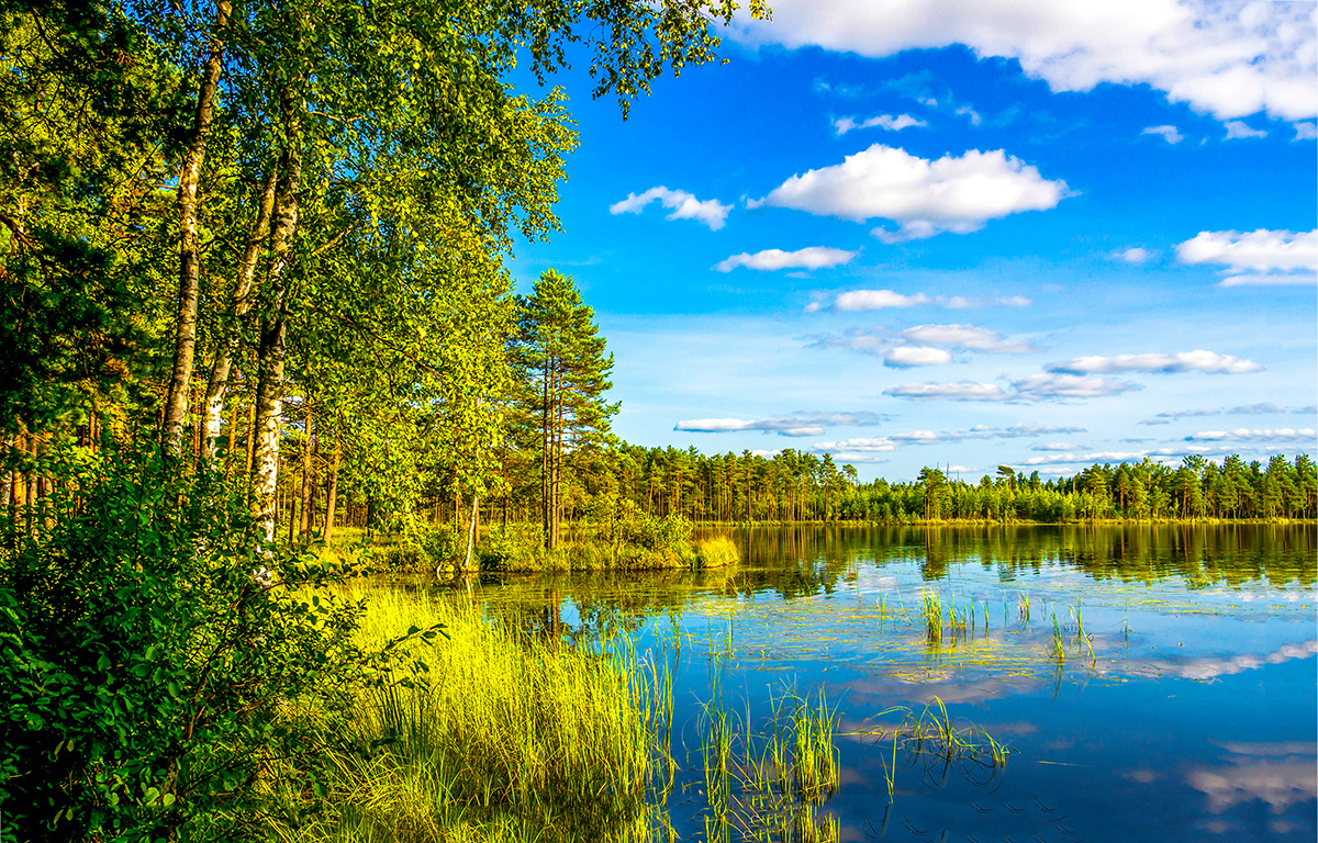 A vibrant blue lake and lush green forest under a blue sky