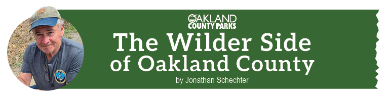 Wilder Side banner with Jonathan Schechter