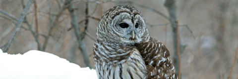 owl program banner