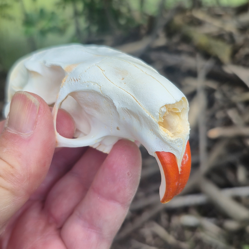 animal skull beaver skull