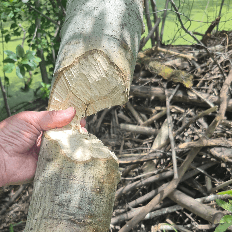 beaver log