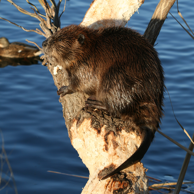 beaver