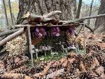 cal_Whimsical-Woodlands