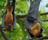 bats