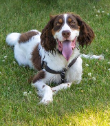 cal_dog park