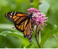 cal_Gardening-for-Pollinators