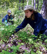 cal_garlic mustard pulling