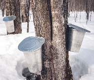 cal_maple-syrup-trees