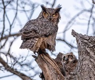 cal_OwlHike