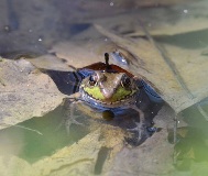 cal_VernalPool