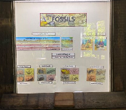 fossils