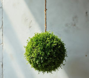 kokedama
