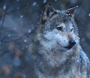 wolf