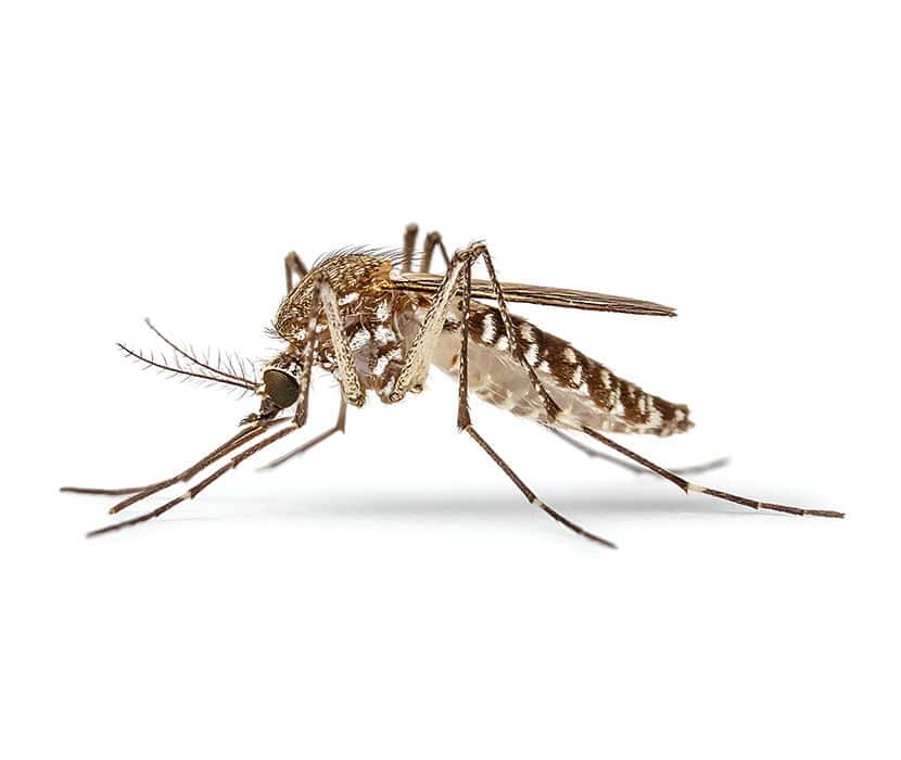 Mosquito on a white background macro close up.