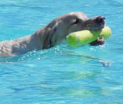 Dog swimming in a pool with toy in its mouth. Dog swimming in a pool with a toy in its mouth.