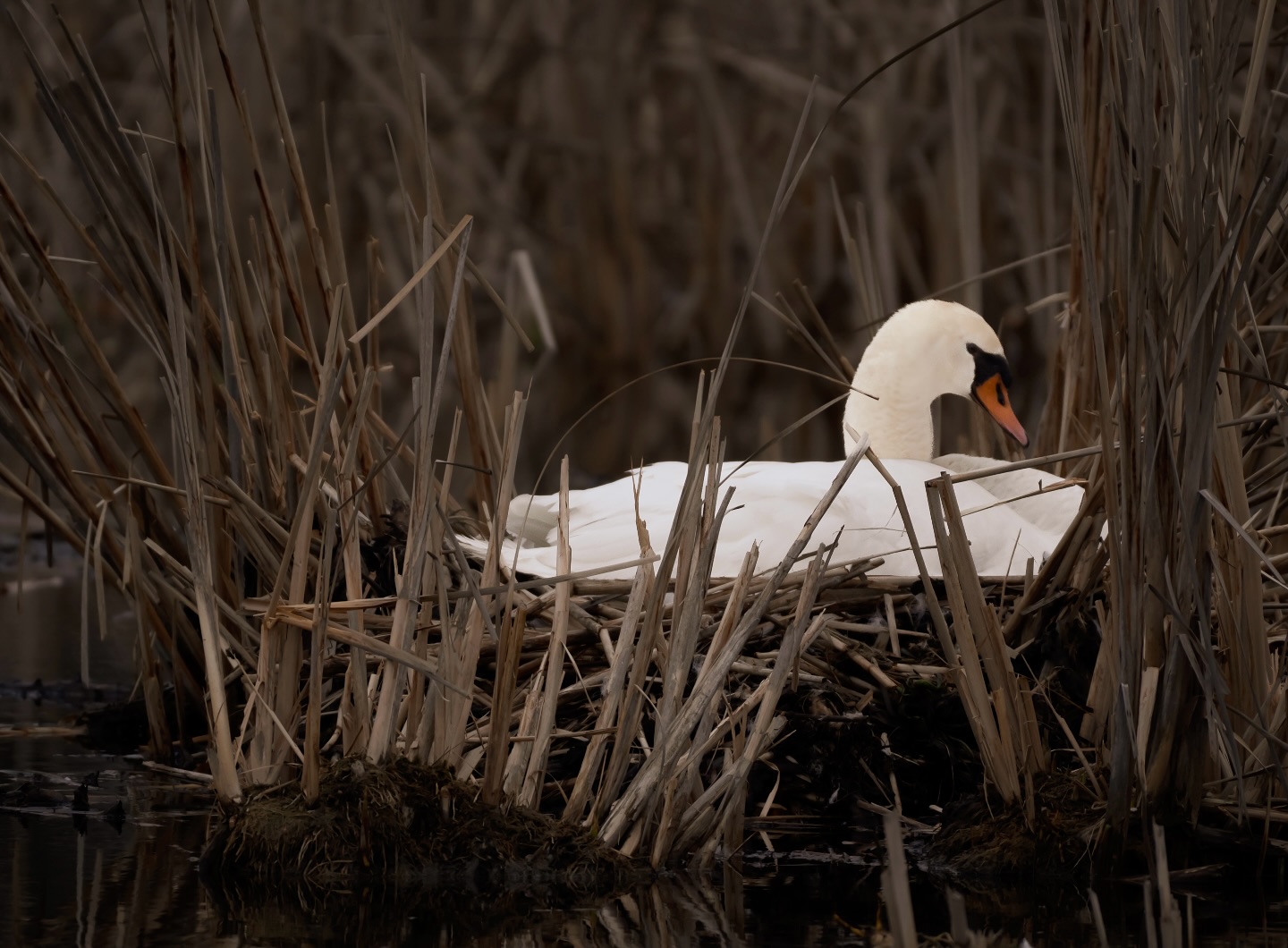 Mallard at Kensington Metropark in Milford.