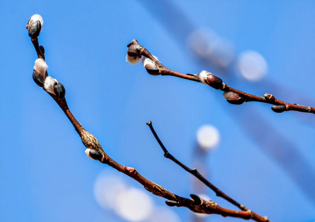 Spring whispers at Drayton Plains Nature Center in Waterford.