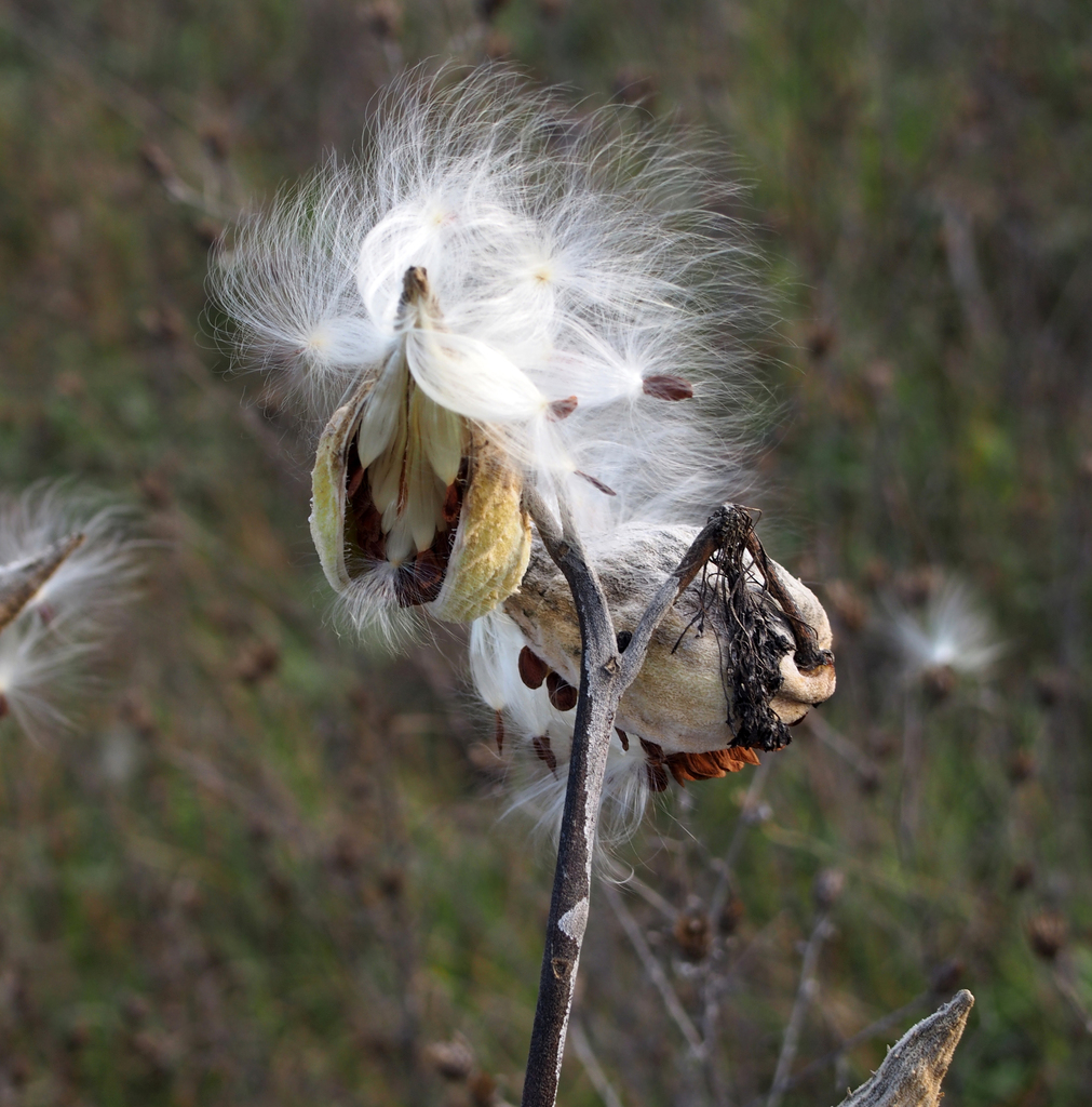 milkweed collection