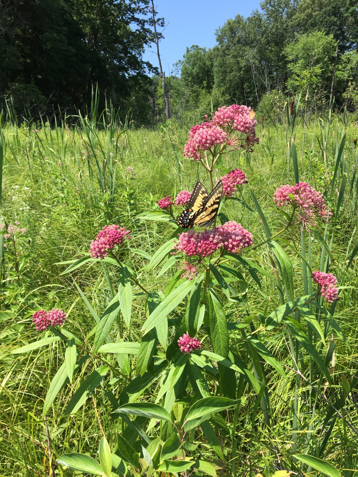 milkweed collection