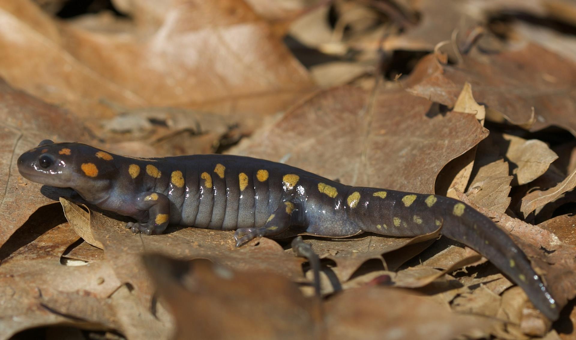 salamander