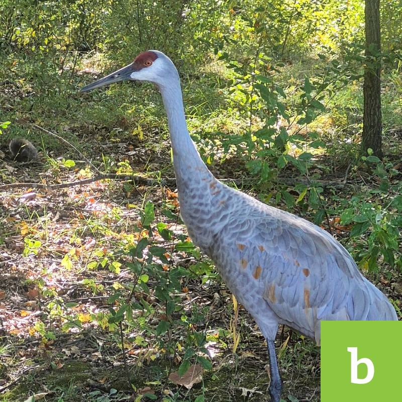 kensington 26b A sandhill crane