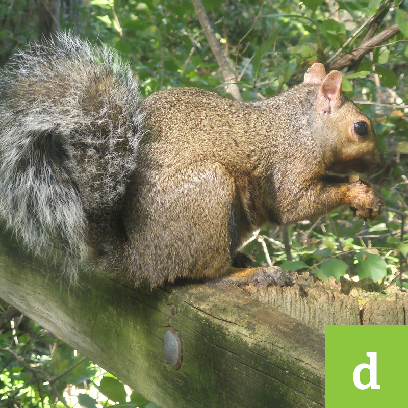 kensington blog 26d a squirrel eating at nut