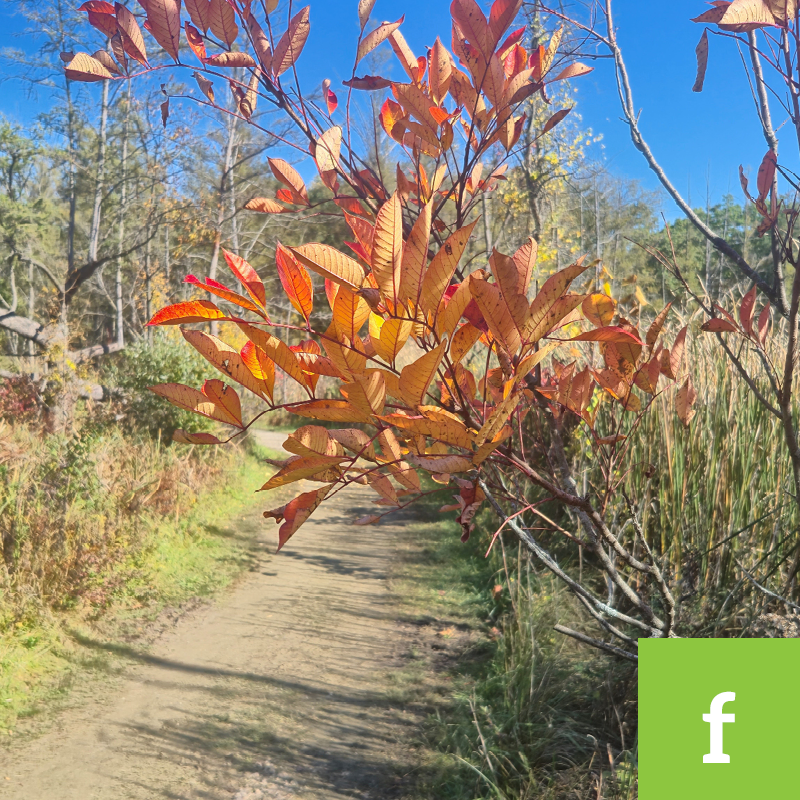 kensington blog 26f Fall foliage along an unpaved trail